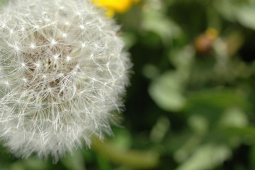 dandelion.jpg